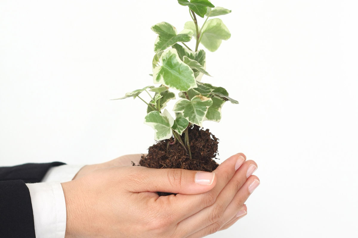 Muda de planta nas mãos